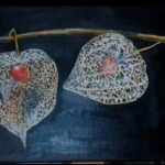 Ripe cape gooseberries