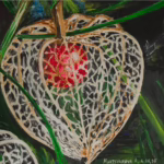 Cape gooseberry